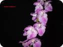 Aerides krabiensis